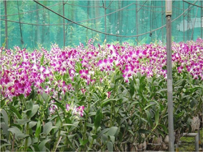Orchid Project in Kamrup District, Assam