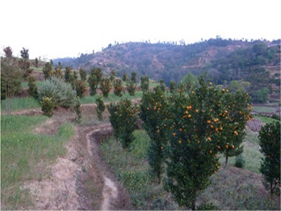 Young Orange Orchard in Fruiting, Sikkim