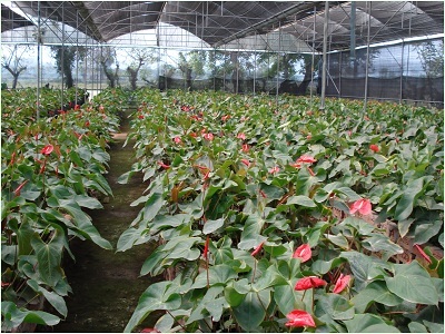 Anthurium Project in Kamrup District, Assam