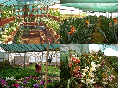 Area Expansion: Flowers, Meghalaya