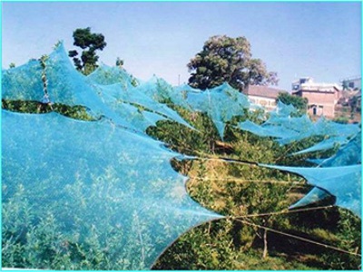 Use of Anti Hail Nets for crop protection, Himachal Pradesh