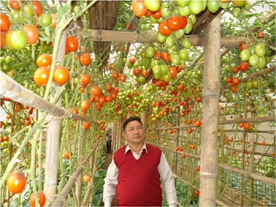 Tomato Cultivation Under Protected Condition in East District, Sikkim